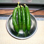 きゅうり きゅうり