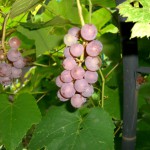 ぶどう ぶどう