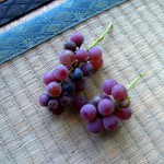 ぶどう収穫 ぶどう収穫