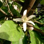 レモンの花 レモンの花