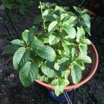 オレンジミント