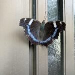 ルリタテハ ルリタテハ