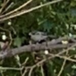 シジュウカラ シジュウカラ