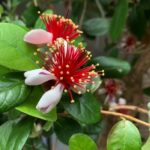 アイスクリームの木 アイスクリームの木