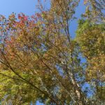 いちょう いちょう