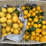 レモンとゆず レモンとゆず