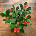 カランコエ カランコエ