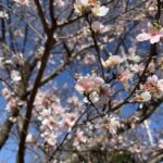 四季桜 四季桜